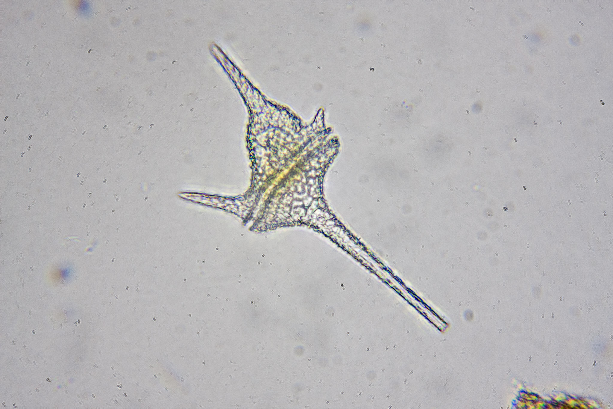 <p>common freshwater dinoflagellate</p>