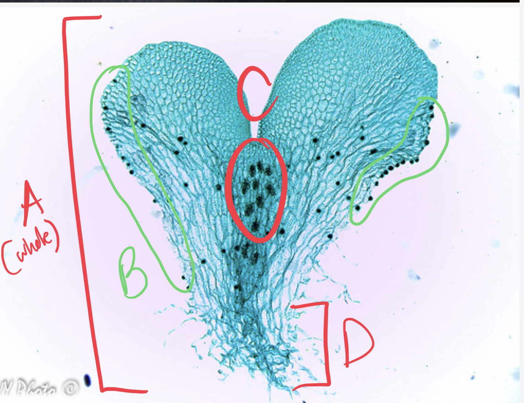 <ul><li><p>which organism is this?</p></li><li><p>what structure is this (“irish heart” gametophyte)</p></li><li><p>label slide</p></li><li><p>is this structure free-living or dependent on sporophyte?</p></li></ul>