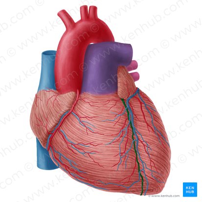<p>What is another name for left anterior descending artery?</p>