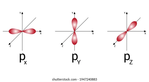 <p>dumbbell shaped</p>