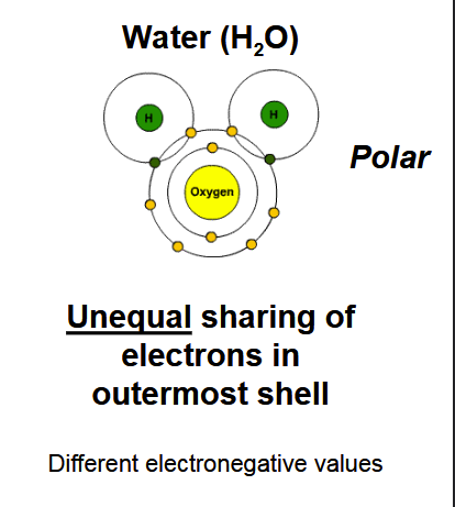 <p>A covalent bond in which electrons are shared unequally between atoms with different electronegativity values, creating partial charges.</p>