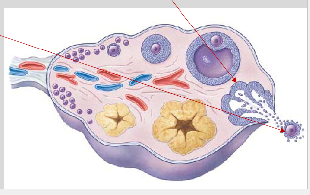 <p><mark data-color="yellow">Ovarian cycle: ovulation (structural)</mark></p><p>Can you label, describe and explain what this diagram is/shows?</p>