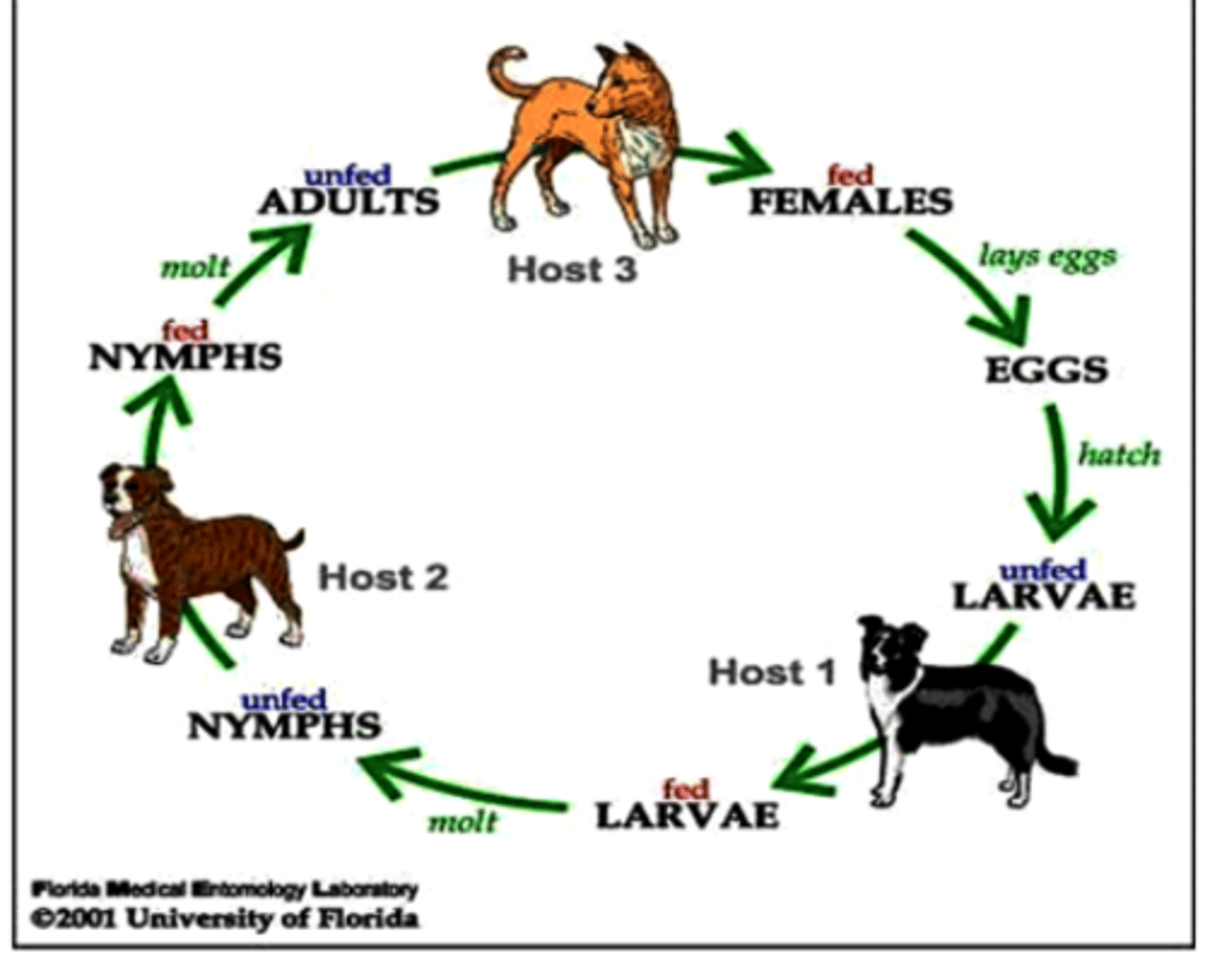 <p>Three host tick;</p><p>Female ticks lay eggs in cracks and crevices in houses, garages and dog runs (close to host’s resting place) =&gt; larvae =&gt; attach and feed on the host for about one week =&gt; drop off the host =&gt; nymphs =&gt; attach and feed on the host for about one week =&gt; drop off the host =&gt; adults =&gt; females attach on a host and feed for up to 3 weeks;</p><p>The cycle can be completed in two-three months!!</p>