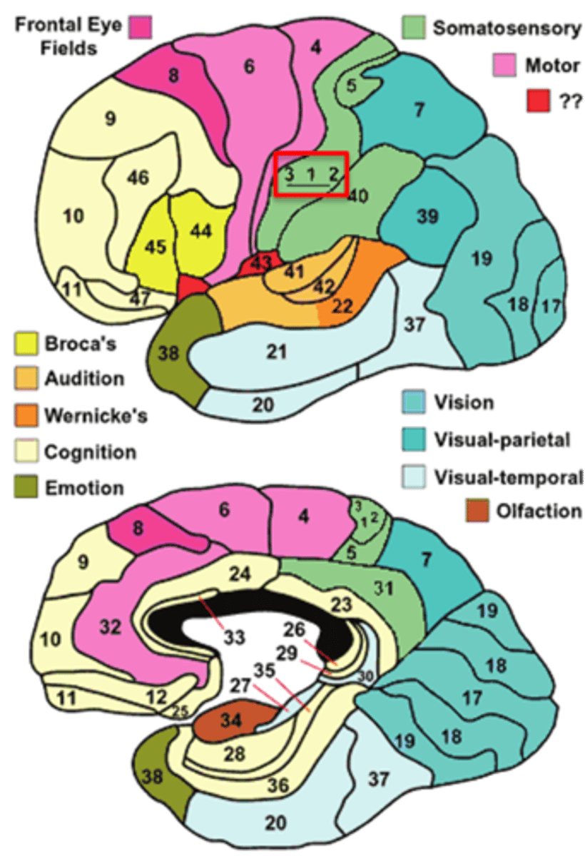 <p>areas 3, 1, and 2</p>