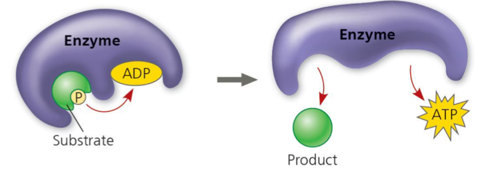 <ul><li><p>An enzyme catalyzes the transfer of a phosphate group from a substrate to ADP, forming ATP</p></li><li><p>The substrate is generated as an intermediate in the breakdown of glucose</p></li><li><p>Direct transfer of energy to ATP</p></li><li><p>Accounts for about <span style="font-size: 15px;"><strong>10% of ATP</strong></span> generation during cellular respiration</p></li><li><p>Occurs in the cytosol and mitochondria</p></li></ul><p></p>