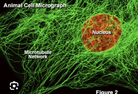<ul><li><p>largest and main component of cytoskeleton</p></li><li><p>made of tubulin&nbsp;</p></li><li><p>create highways across cell (moved by motor protein dyenin and kinesin)</p></li><li><p>25 um</p></li><li><p>more rigid than microfilaments</p></li><li><p>component of spindle fibers, cilia, flagella</p></li><li><p>important for fast axon transport of substances in nerve cells</p></li></ul><p></p>