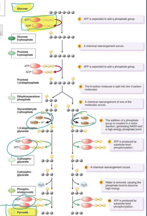 <p>used in nearly all organisms to convert glucose (6 carbon molecule) to pyruvate, source of precursor metabolites, anaerobic, 2 ATP, 2 NADH, 2 pyruvate, in the cytoplasm of prokaryotic and eukaryotic cells</p>