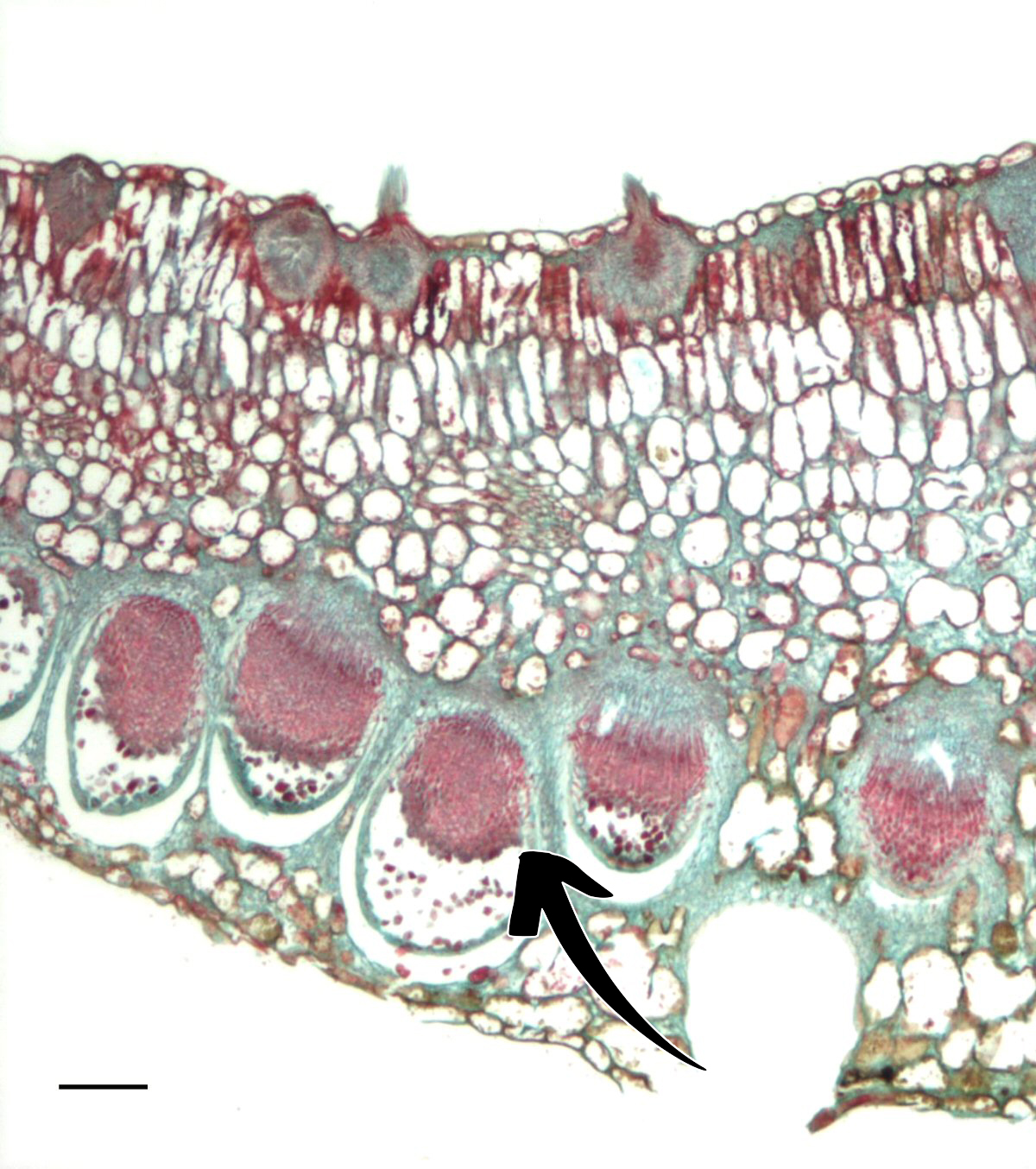 <p>Puccinia graminis: Vad indikerar pilen på för struktur + spor?</p>