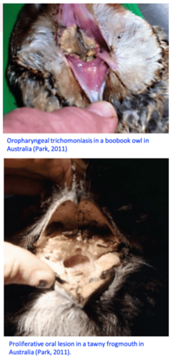<p>• Distribution: worldwide </p><p>• Hosts</p><p>•Birds, especially from the order Columbiformes (pigeons&amp; doves) but also budgies, finches, sparrows, hawks, eagles, turkeys, chickens etc;</p><p>Location</p><p>Upper digestive tracts: mouth, pharynx, oesophagus, crop;</p>