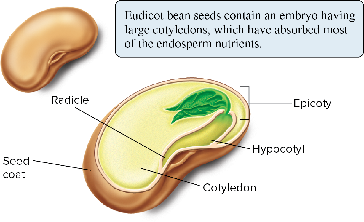 What is the difference between mature eudicot embryos and mature monocot embryos?