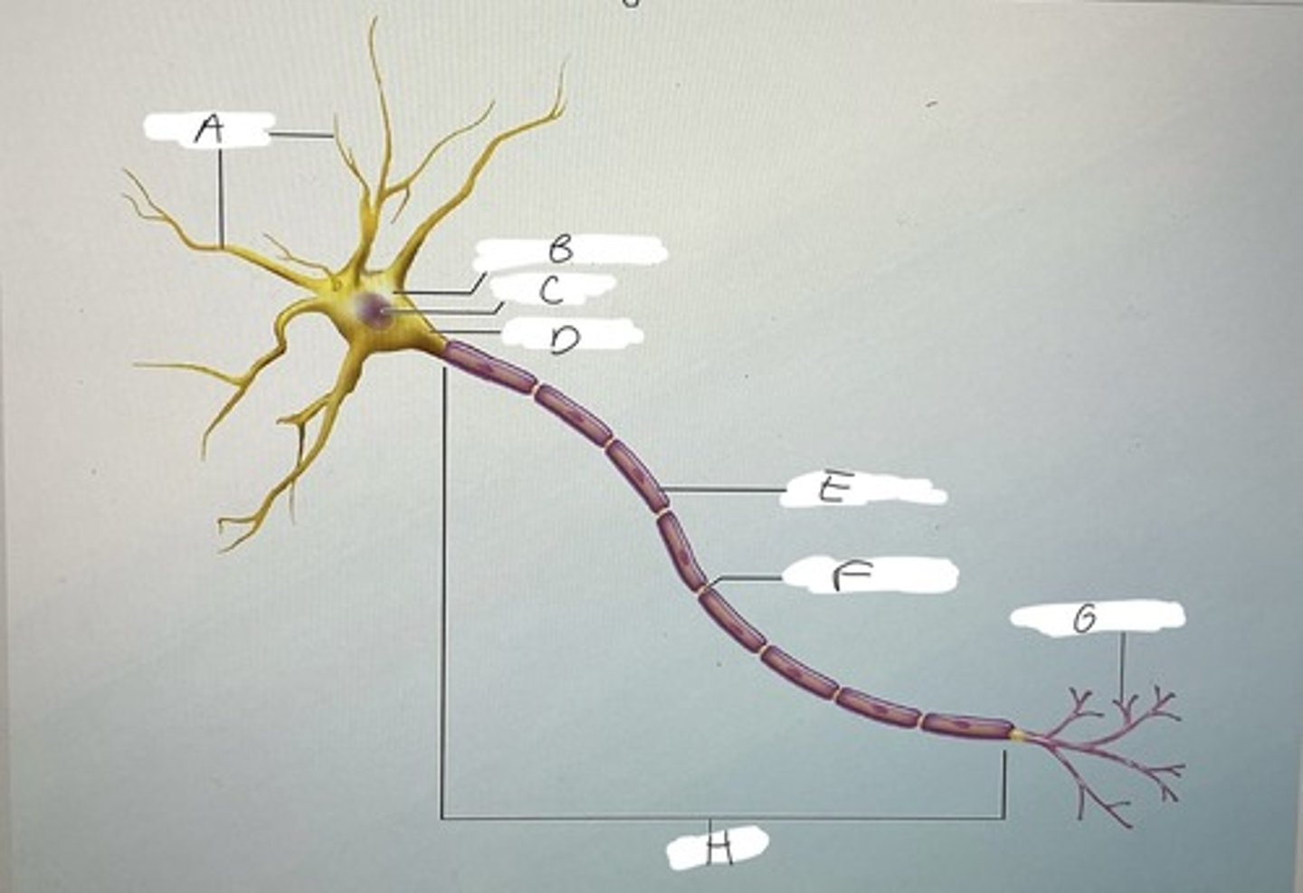 <p>Dendrites</p>