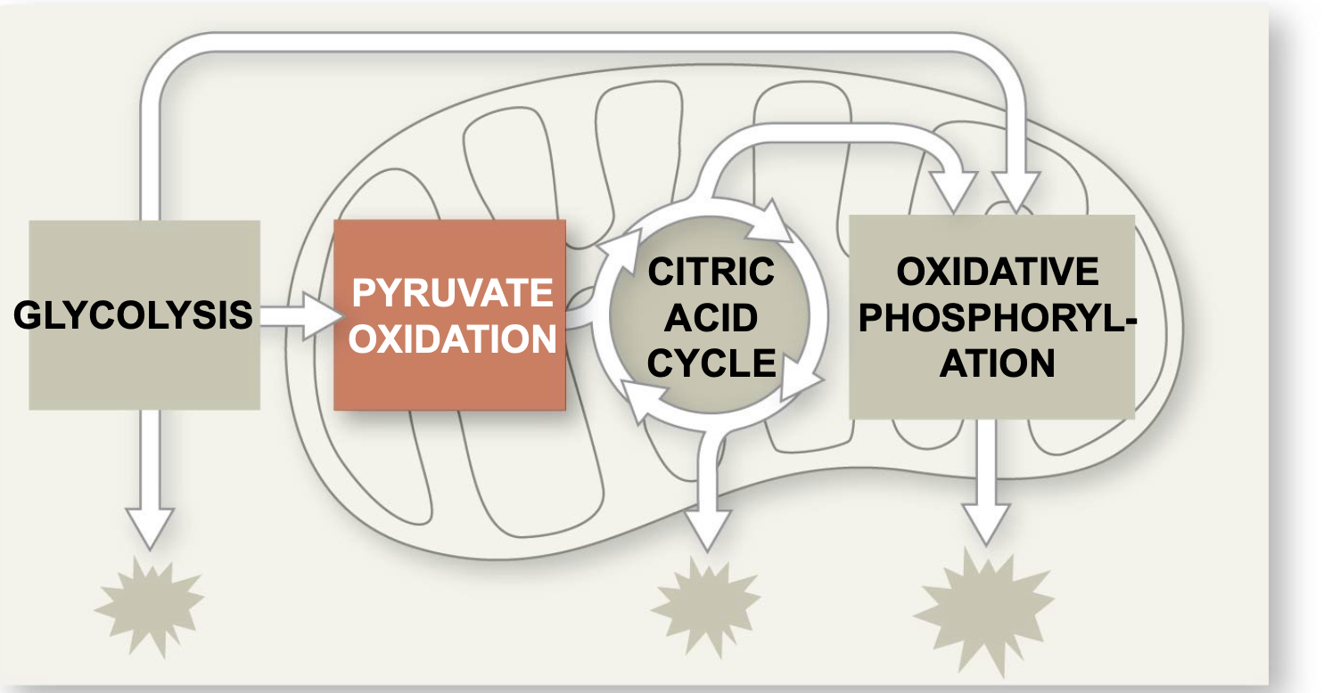 .Before the Krebs cycle (citric acid cycle) can begin, pyruvate must be converted to acetyl Coenzyme A (acetyl CoA), which feeds into the citric acid cycle \n .This step is carried out by a multienzyme complex that catalyzes three reactions and produces some CO2 and NADH