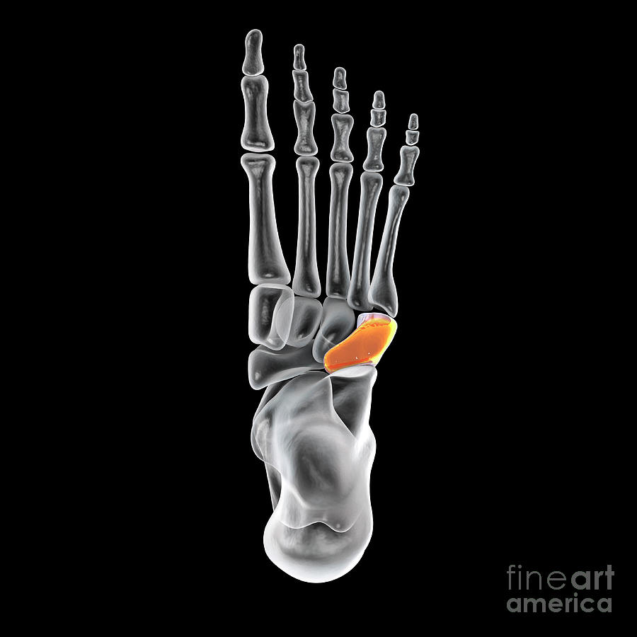 <p>Foot (Tarsals): Bone Location</p>