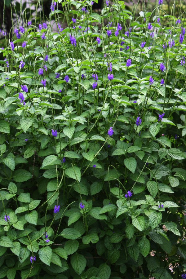 <p>Purple Porterweed</p><p>Weeds with small purple flowers growing on them</p>