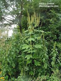 <p>Giant Ragweed</p>