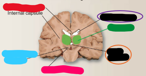 <p>What is the pink structure?</p>