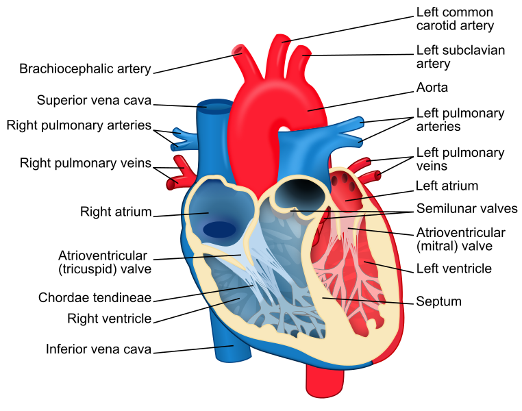 <p>No</p><p><strong>left ventricle</strong> in <strong>cross-section</strong> has a <strong><u>circular </u>or <u>oval shape</u></strong>, not semilunar.</p><ul><li><p>It has <strong><u>thicker walls</u></strong> than the right ventricle due to higher pressure needed to pump blood through the systemic circulation.</p></li><li><p>The <strong>right ventricle</strong>, on the other hand, has a more <strong>crescent (semilunar) shape</strong> in cross-section because it wraps partially around the left ventricle.</p></li></ul><p></p>