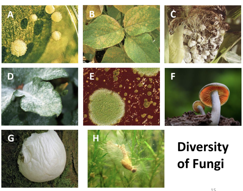 <p><strong>Fungus-like organisms such as _ (2)</strong> do not belong to kingdom Fungi but are often called fungi as well </p>
