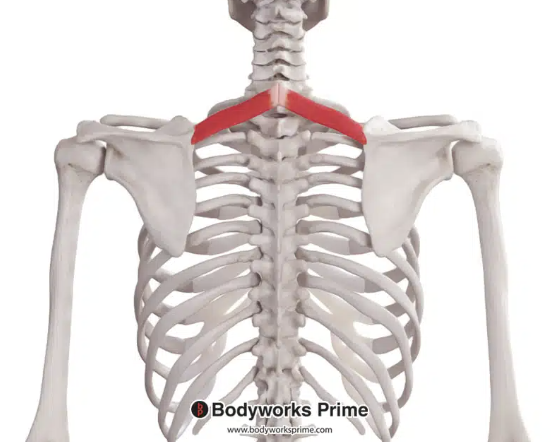 <p>*posterior</p>