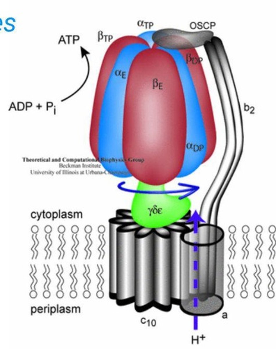<p>Integral protein generating ATP from ADP and phosphate.</p>