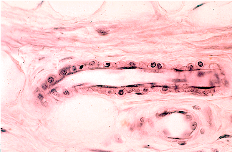 <p>Arteriole (1 cell layer thick)</p>