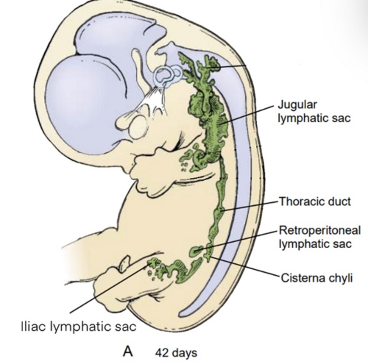 <p>2 jugular, 2 iliac, 1 retroperitoneal, 1 cisterna chyli</p>