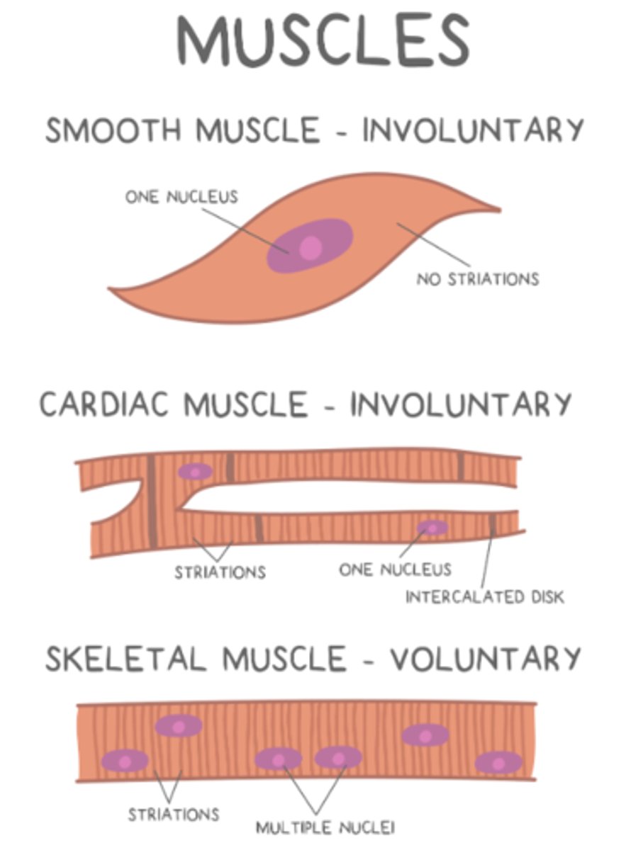<p>smooth; cardiac; skeletal</p>