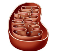 <p><span style="font-family: serif">The organelle depicted on the right is found in</span><span><br></span><span style="font-family: serif">a) plants only.</span><span><br></span><span style="font-family: serif">b) animals only.</span><span><br></span><span style="font-family: serif">c) bacteria only.</span><span><br></span><span style="font-family: serif">d) plants and animals.</span><span><br></span><span style="font-family: serif">e) plants, animals, and bacteria.</span></p>