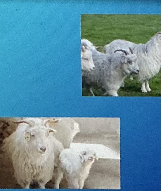 <p>Fiber; easy to raise, sheared 1 a year, relatively new to us</p>