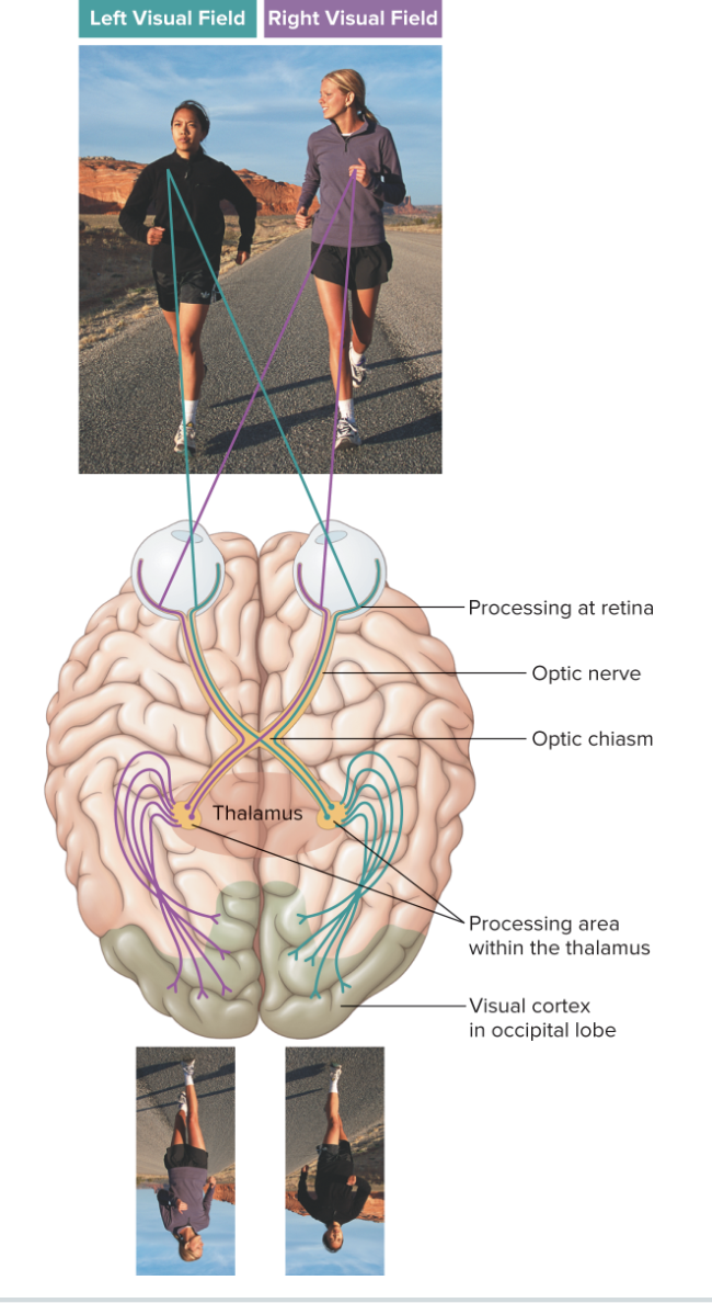 <p>Light in your left field of vision stimulate the right eye and vice versa</p>