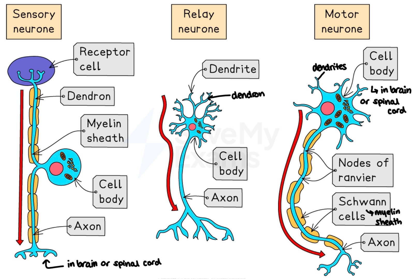 knowt flashcard image
