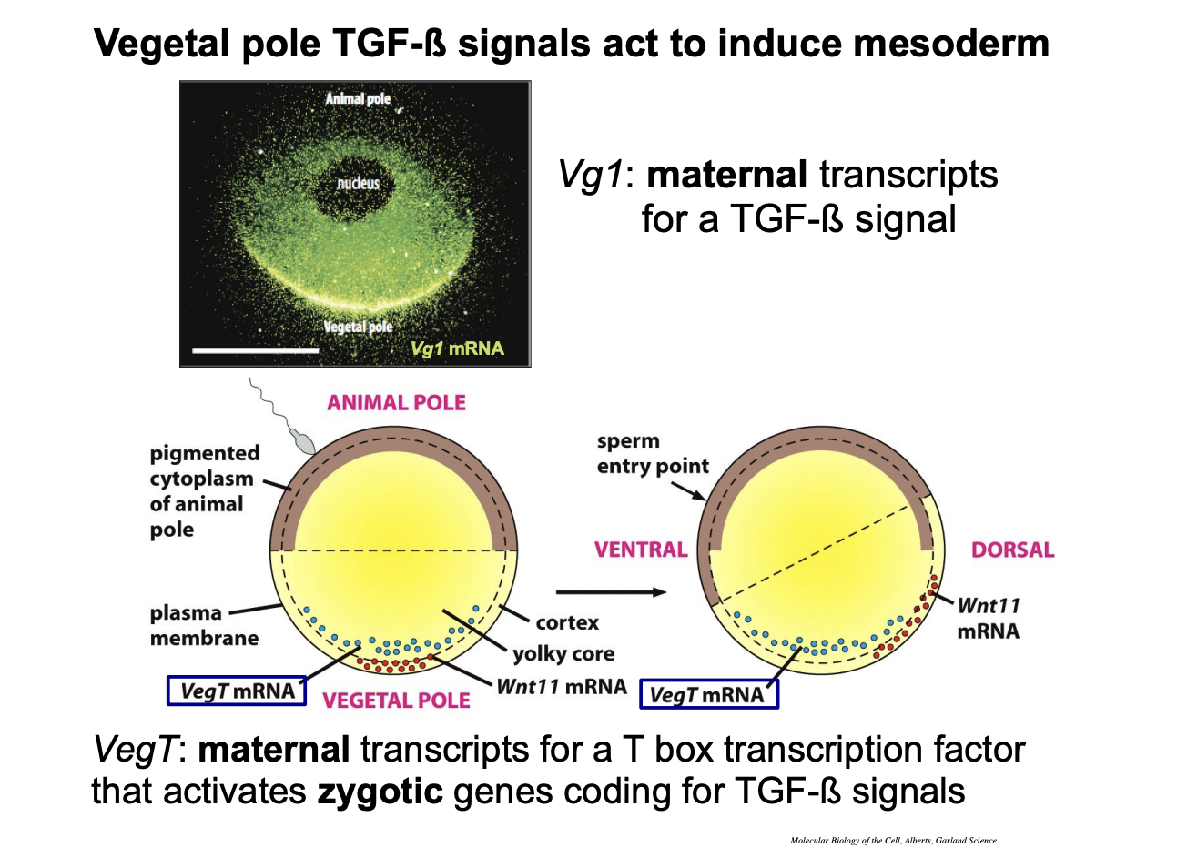 <ul><li><p>e.g Vg1 (used earlier to transcitp the vegetal half)</p></li><li><p><strong>encodes</strong> a signal of the TGF beta family of <strong>growth factors</strong></p></li></ul><p></p>