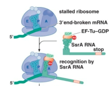 <p>Its is 457nt long and includes a tRNA-like region followed by 10 codons and a stop codon.</p>