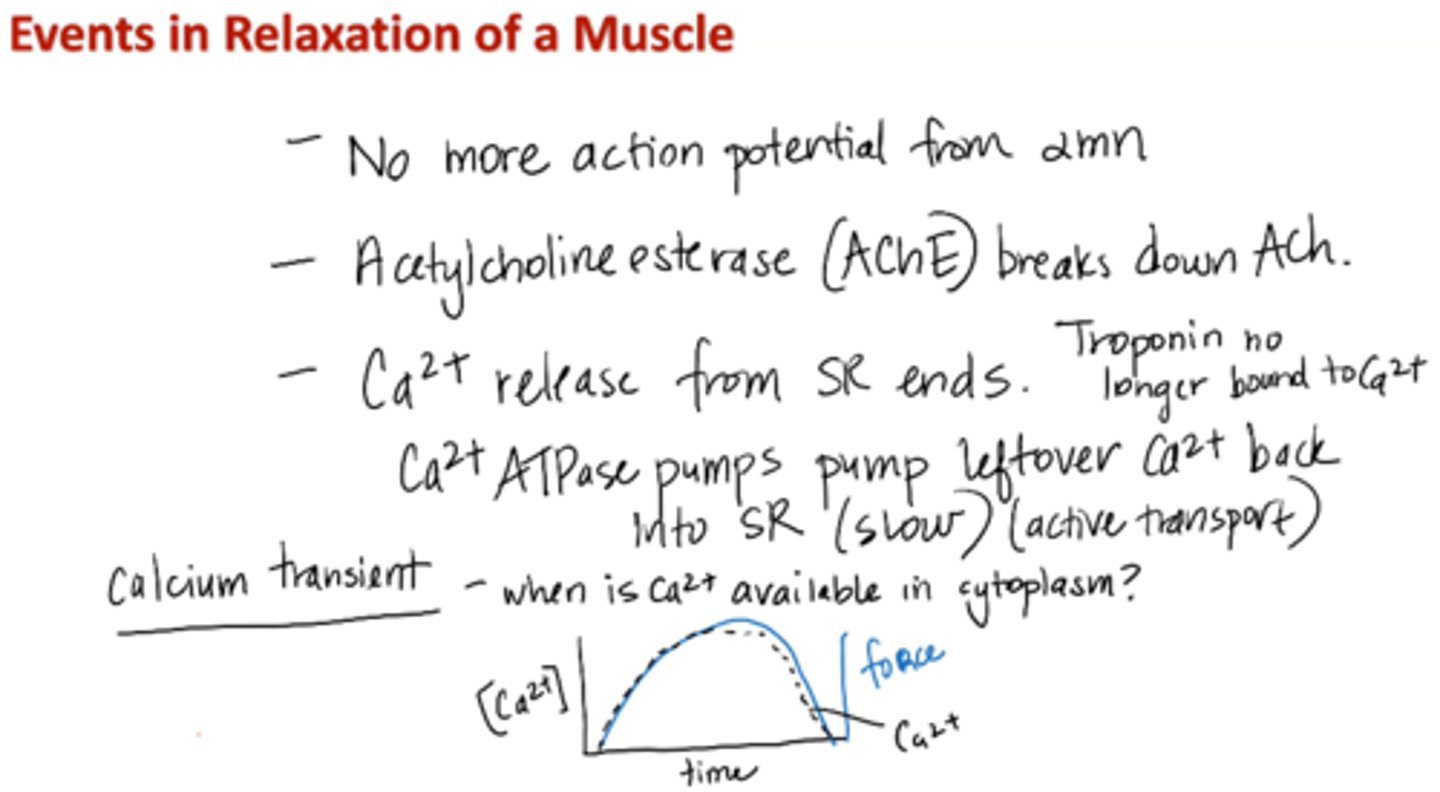 <p>1. No more action potential from alpha motor neuron</p><p>2. Acetylcholinesterase (AChE) breaks down ACh</p><p>3. Calcium release from SR ends</p><p>Calcium ATPase pumps pump leftover calcium back into SR (slow; active transport)</p><p>4. Troponin no longer bound to calcium</p><p>*Calcium transient – when is calcium available in cytoplasm?</p>
