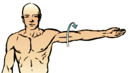 the distal end of the body moves in a circle