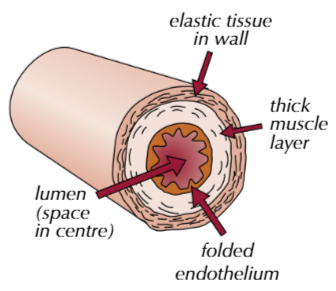 <p>arteries carry blood from the heart to the rest of the body. they carry oxygenated blood, except for the pulmonary arteries</p><p>they have thick, muscular walls and elastic tissue which stretches and recoils as the heart beats, maintaining high pressure. the endothelium is folded, allowing it to stretch and maintain high pressure.</p>