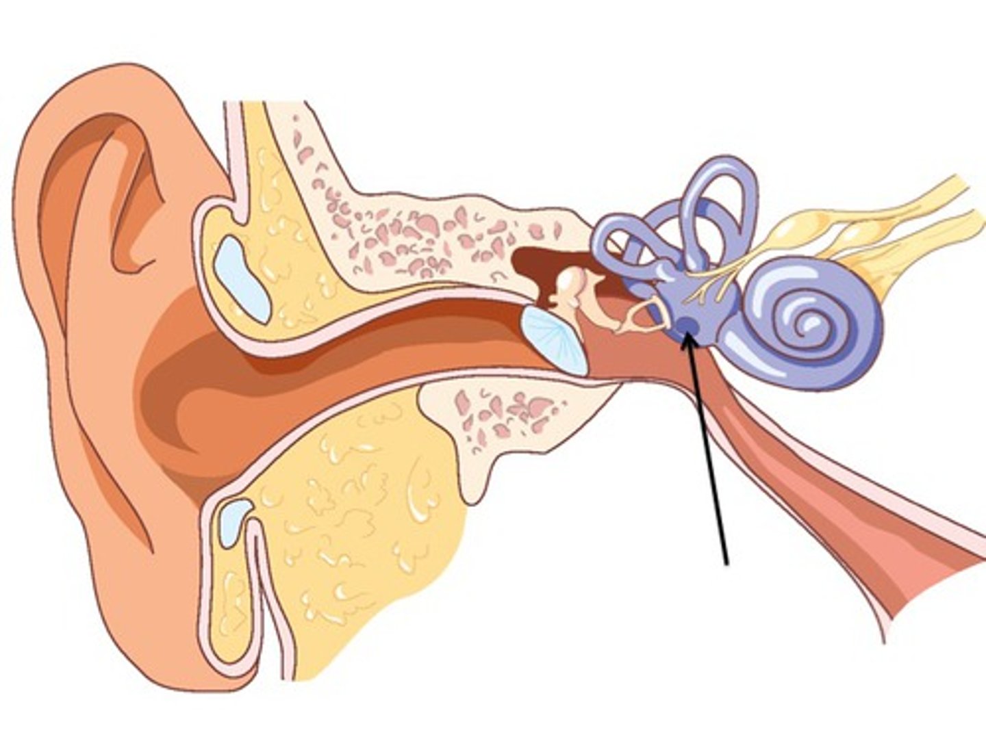 <p>small opening in the cochlea of the inner ear, covered by the membrane, that functions as a pressure-relief valve to allow for hearing</p>