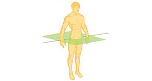 <p>Divides the body into upper and lower portions</p>