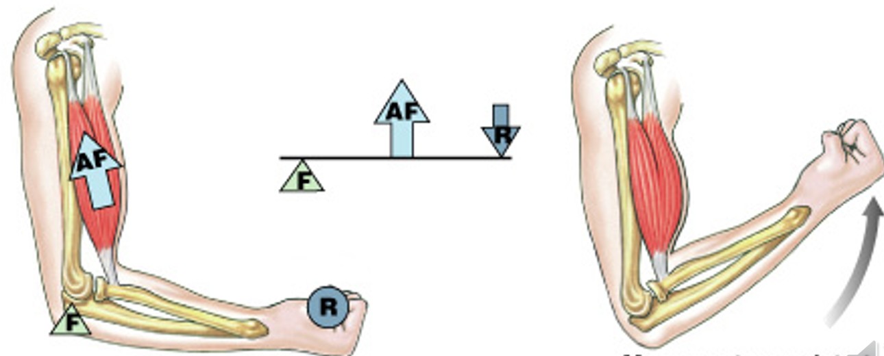 <p>Which class of levers have:</p><ul><li><p>Most common levers in the body. Ex - shovel</p></li><li><p>Center applied force between resistance and fulcrum</p></li><li><p>Greater force moves smaller resistance</p></li><li><p>Maximizes speed and distance traveled</p></li></ul><p></p>