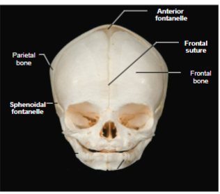 <p>Areas of fibrous membranes in the fetal skull that allow for brain growth during late fetal life. Completely ossify by 1.5-2 years old</p>