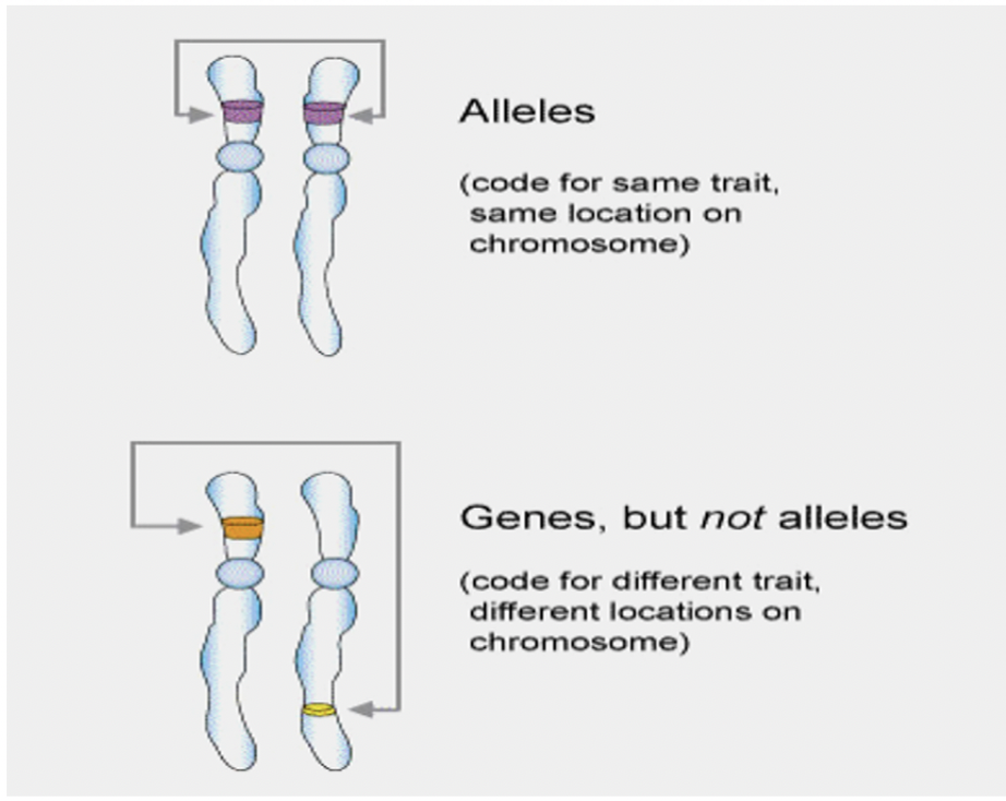 <p>Genes encode for the general characteristics, e.g. eye colour, alleles encode for specific alterations, e.g. blue eyes</p>