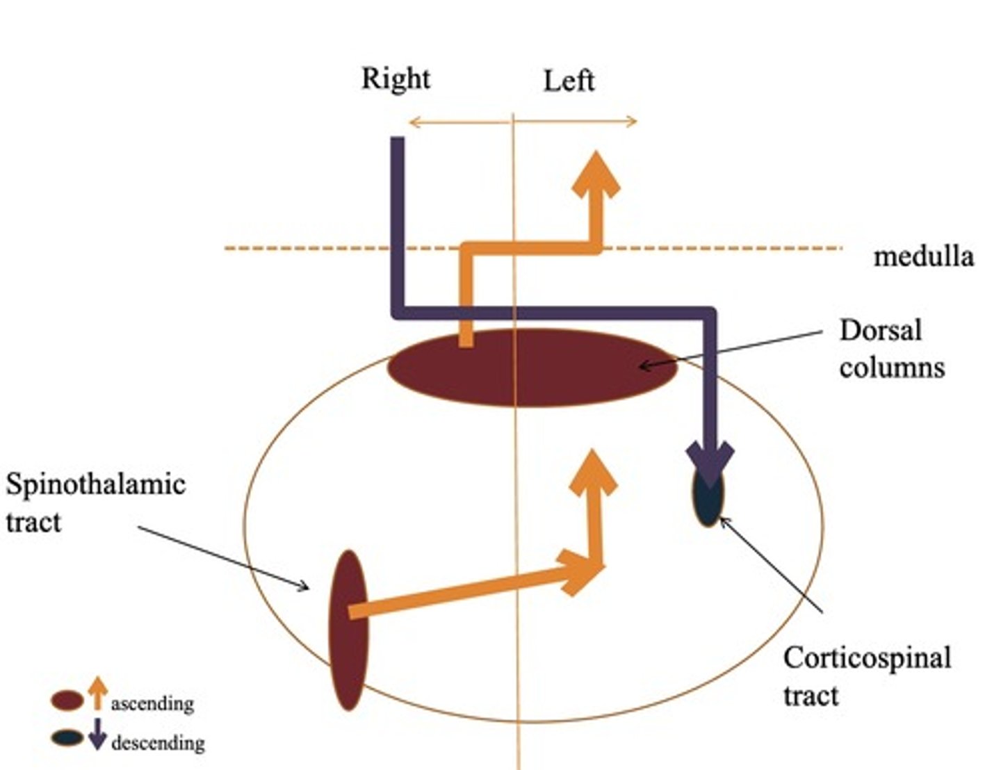 <p>Spinothalamic tract</p><p>-Pain</p><p>-Temperature</p><p>Dorsal column</p><p>-Vibration</p><p>-Position sense</p>