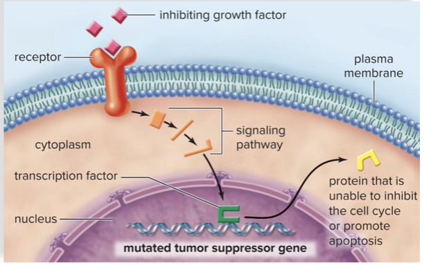 <ul><li><p>Genes that code for proteins that examine DNA for damage at G1 checkpoint</p></li><li><p>STOP/SLOW cell cycle when functioning properly</p></li><li><p>Need one functioning copy of TS gene to work</p></li><li><p>If you inherit a malfunctioning allele, one mutation leaves you without a TS gene in that cell</p></li></ul>