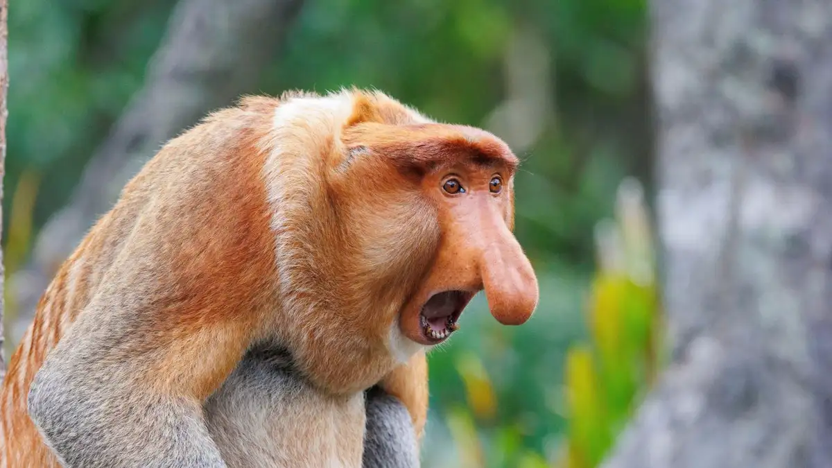 <p>Proboscis monkey (Nasalis lavartus)</p>