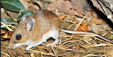 <p>What is the scientific name of this species</p>