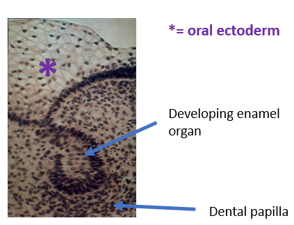 <ol><li><p>enamel organ of ectodermal origin</p></li><li><p>dental papilla of mesenchymal origin</p></li></ol>