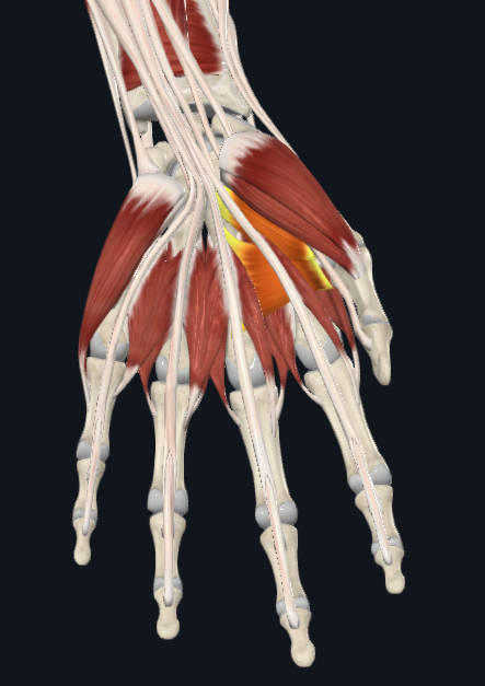 <p>What muscle is this</p>