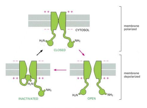 <p>a type of activation. once the activation gate opens, the N terminus plugs the pore, inactivating the channel. channel closes and the plug comes back out.</p><p>this allows for FAST inactivation</p>