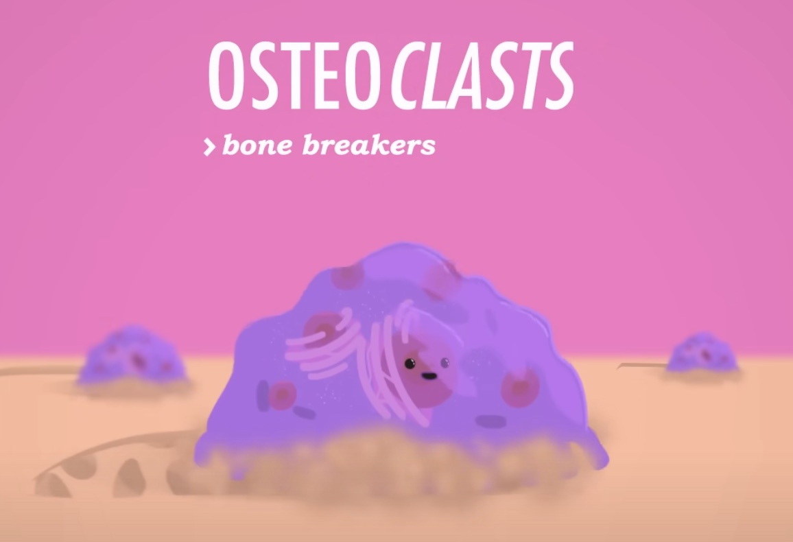 <p><strong>osteoclasts </strong><span style="color: blue"><strong>break down</strong></span><strong> the bone matrix</strong></p>