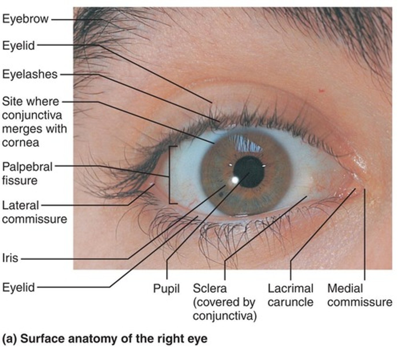 <p>Eyebrows, eyelids, conjunctiva, lacrimal apparatus, or extrinsic eye muscles.</p>